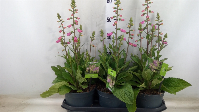 <h4>Digitalis  'Pink Panther'</h4>