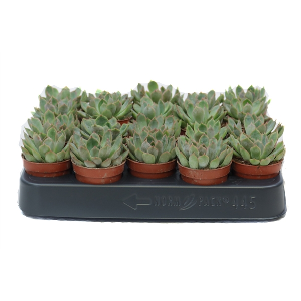 <h4>Echeveria pink edge 5,5cm</h4>