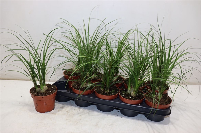 <h4>Beaucarnea Recur</h4>