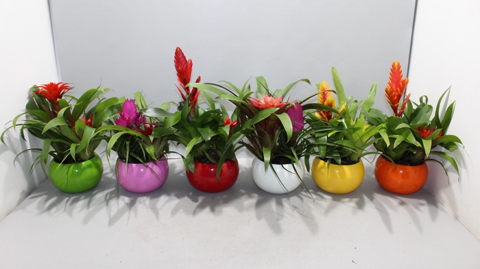 <h4>Bromelia Coupe Lisa</h4>