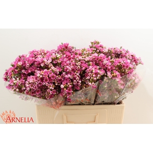 Chamelaucium Nina's Delight