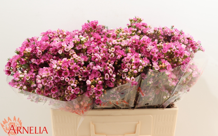 <h4>Chamelaucium Nina's Delight</h4>