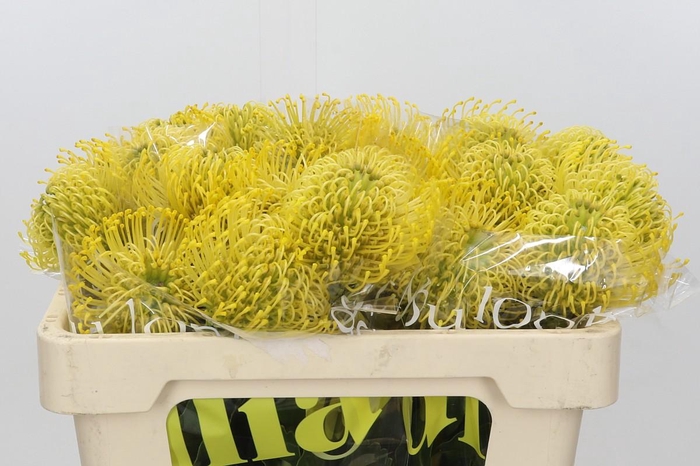 <h4>Nutans High Gold</h4>