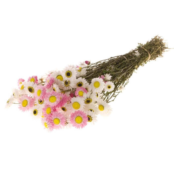 <h4>DRIED FLOWERS - RHODANTHE NATURAL PINK</h4>