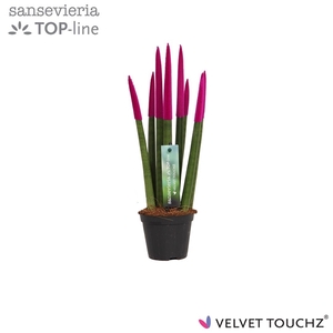 Sansevieria VELVET TOUCHZ® Fuchsia