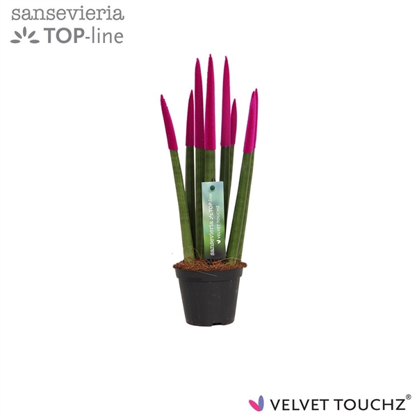 <h4>Sansevieria VELVET TOUCHZ® Fuchsia</h4>