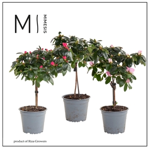 Mimesis Azalea stam Mix - 13cm