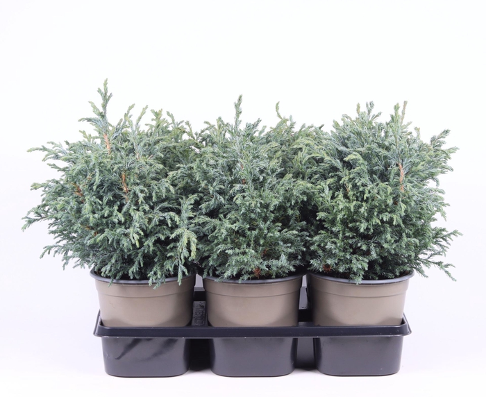 <h4>Chamaecyparis Baby Blue</h4>