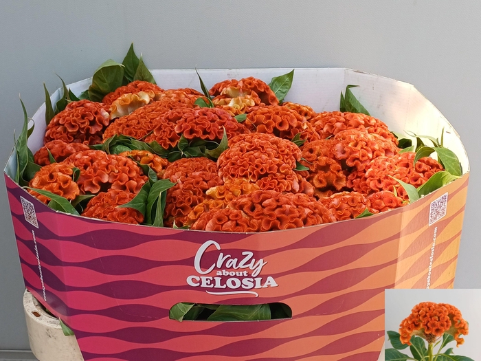 <h4>Cel C Extrem Orange</h4>