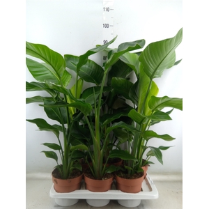 Strelitzia nicolai