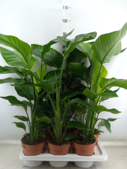 <h4>Strelitzia nicolai</h4>