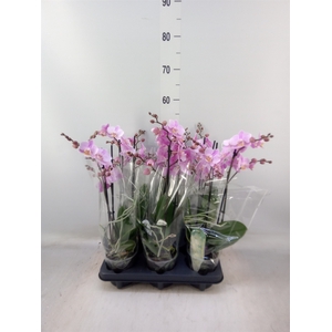 Phalaenopsis multi. 'Beaution'