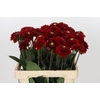 Dahlia Red Fox