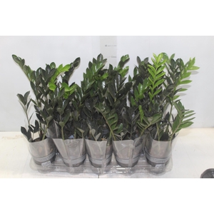 ZAMIOCULCAS DARK ZAMICRO P11