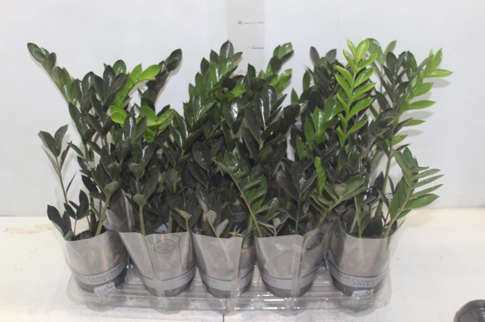 <h4>ZAMIOCULCAS DARK ZAMICRO P11</h4>