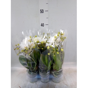 Phalaenopsis multi. 'Ant Zurich'