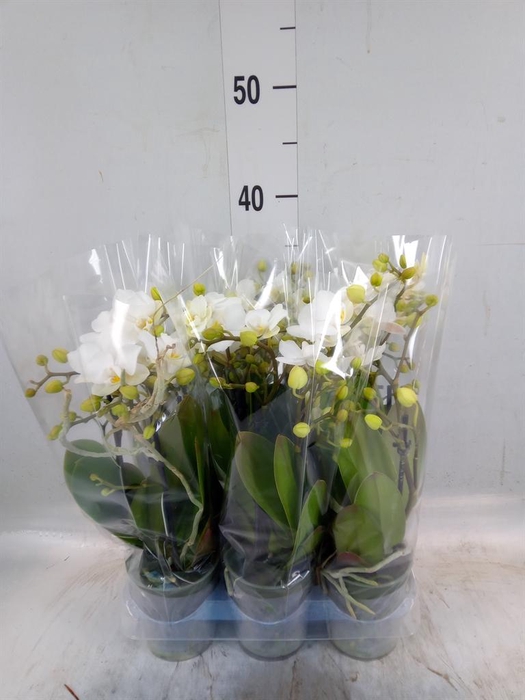 <h4>Phalaenopsis multi. 'Ant Zurich'</h4>
