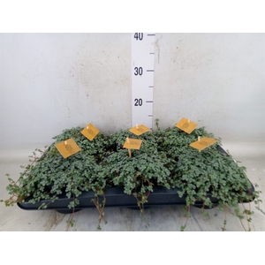 Pilea glaucophylla 'Greyzy'
