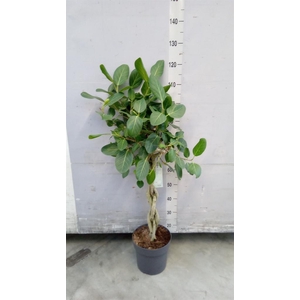 Ficus benghalensis 'Audrey'