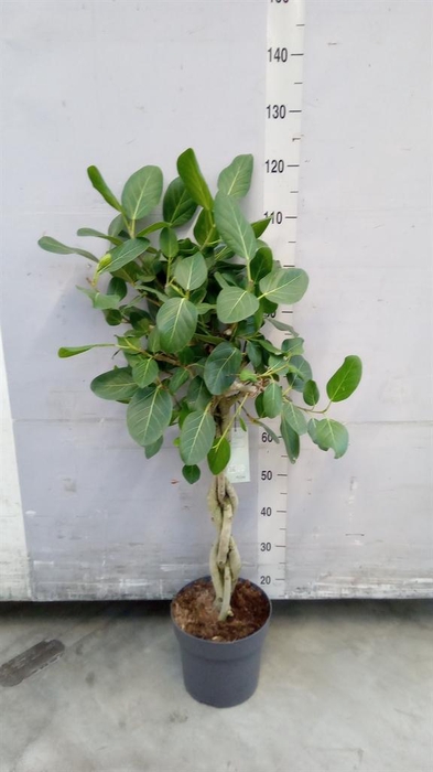 <h4>Ficus benghalensis 'Audrey'</h4>