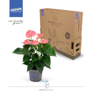 Anthurium - KARMA Pink | 12cm | PLASTIC FREE