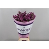 Limonium sinuatum 'Raspberry Wings'