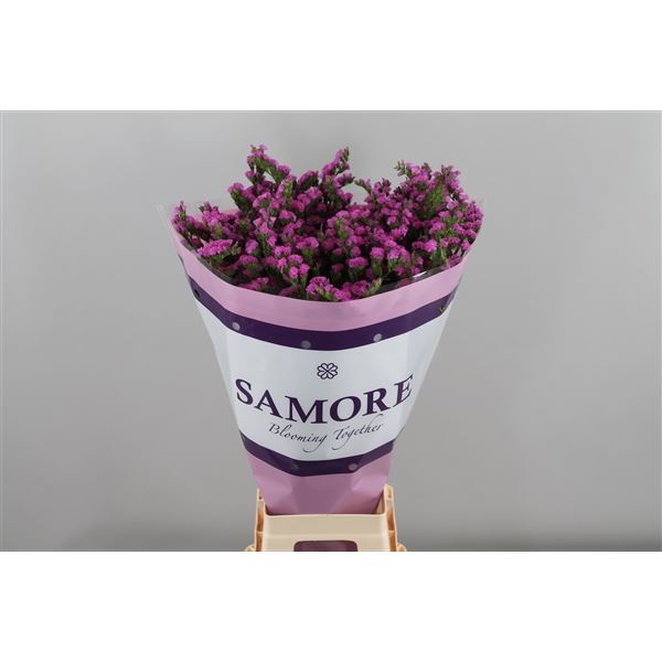 <h4>Limonium sinuatum 'Rosa Sun Bird'</h4>