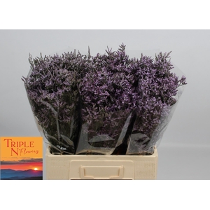 LIM SAF LILAC