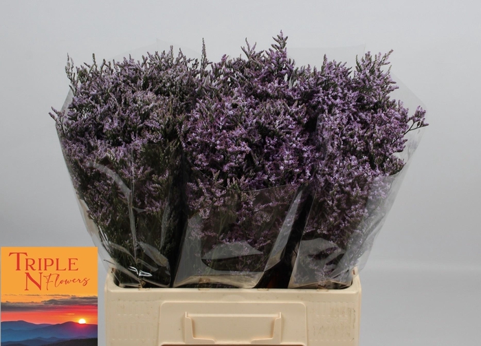 <h4>LIM SAF LILAC</h4>