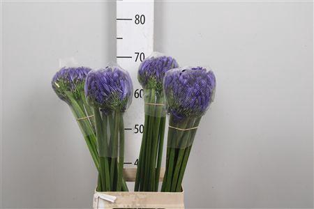<h4>Agap Eyfori Blue</h4>