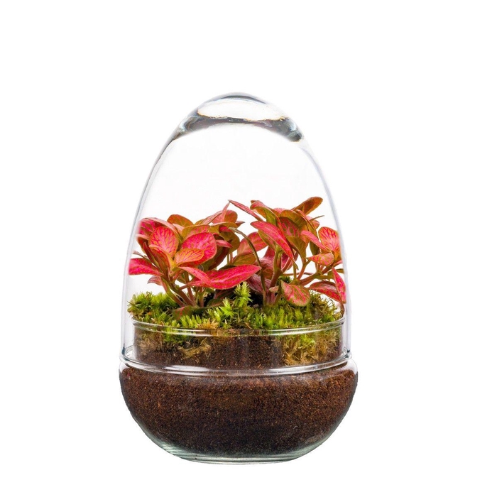 <h4>Wardians Terrarium - Oeuf small (fittonia)</h4>