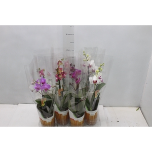 PHALAENOPSIS MINI P09 PERFILHADA