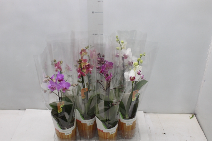 <h4>PHALAENOPSIS MINI P09 PERFILHADA</h4>