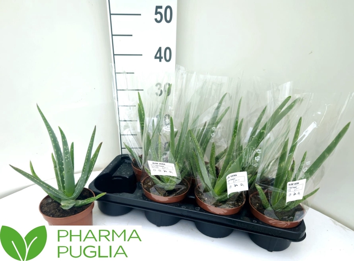 <h4>ALOE VERA</h4>