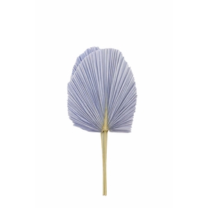 Dried Palm Spear 3pc Xxl Bl Milka Bunch