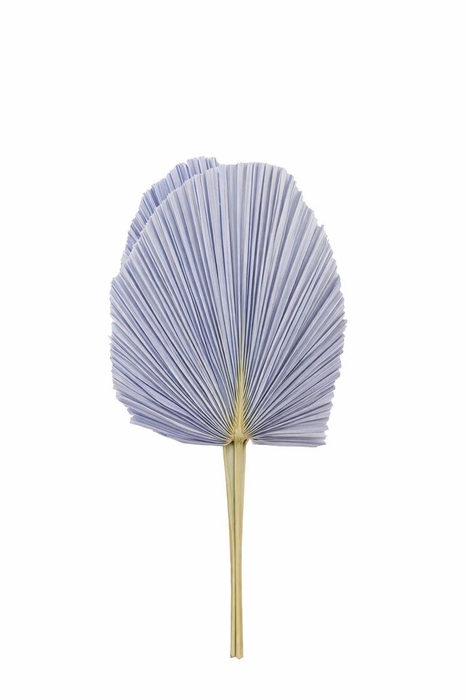 Dried Palm Spear 3pc Xxl Bl Milka Bunch