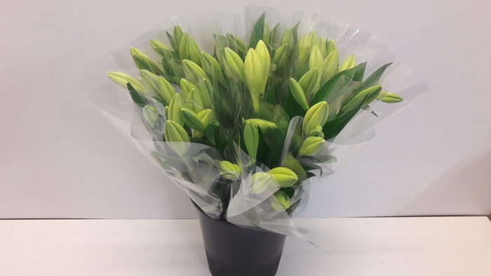 <h4>Mono Lelie Lf Watch Up X 3</h4>