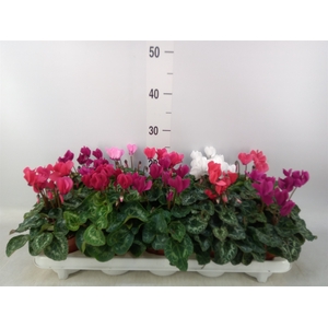 Cyclamen KL 'Carino'
