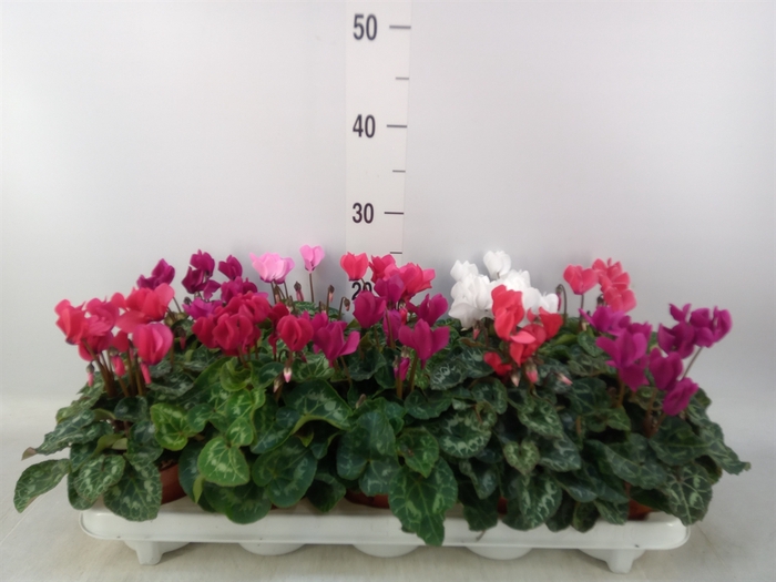 <h4>Cyclamen KL 'Carino'</h4>