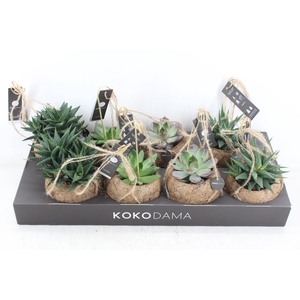 arr3 Kokoplant - Succulenten mix x8