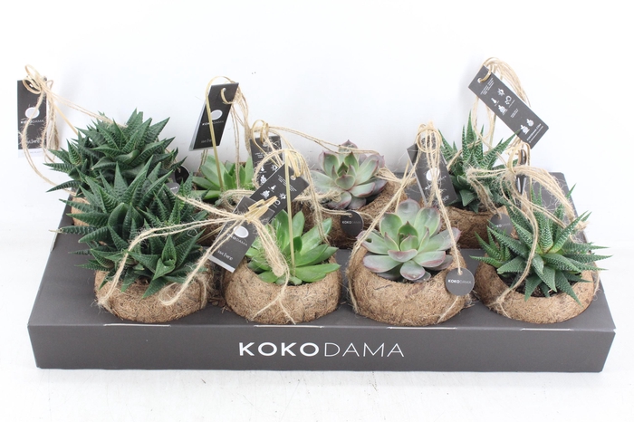 <h4>arr3 Kokoplant - Succulenten mix x8</h4>