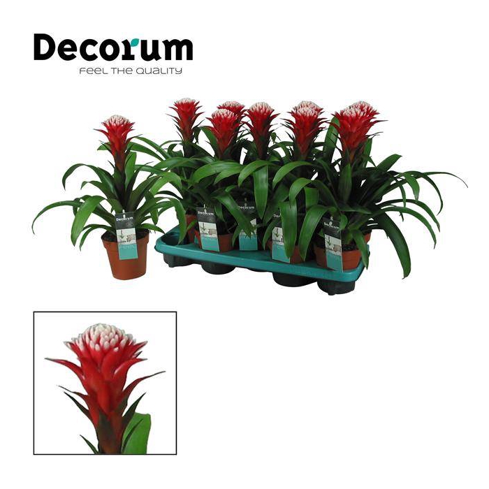 <h4>Guzmania Hope 13Ø 45cm</h4>
