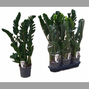 ZAMIO ZAMIIFOLIA