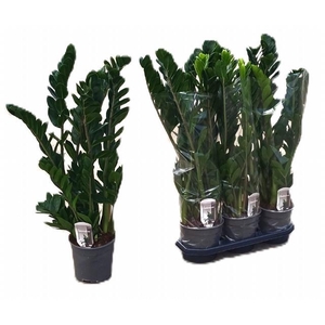 ZAMIO ZAMIIFOLIA