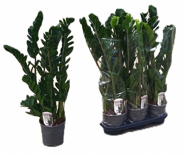 <h4>ZAMIO ZAMIIFOLIA</h4>