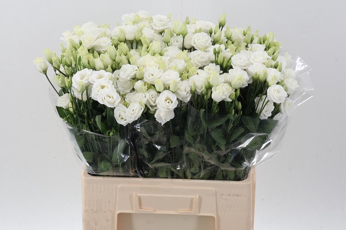 <h4>Eus G Rosi White</h4>