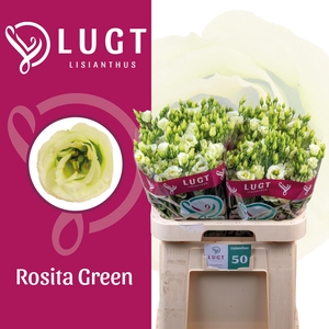 EUS G ROSI GREEN