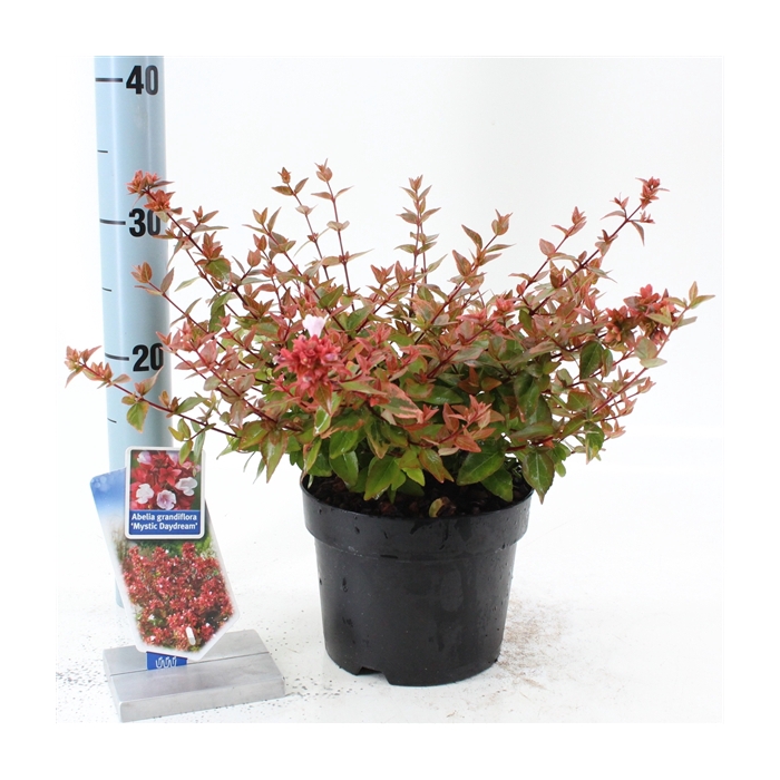 <h4>Abelia grandiflora 'Mystic Daydream'</h4>