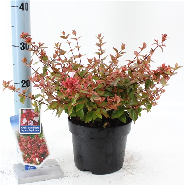 <h4>Abelia grandiflora 'Mystic Daydream'</h4>