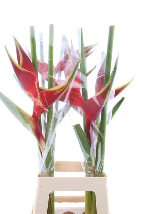 <h4>Hel Richmond/balizier</h4>